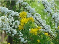 spirea